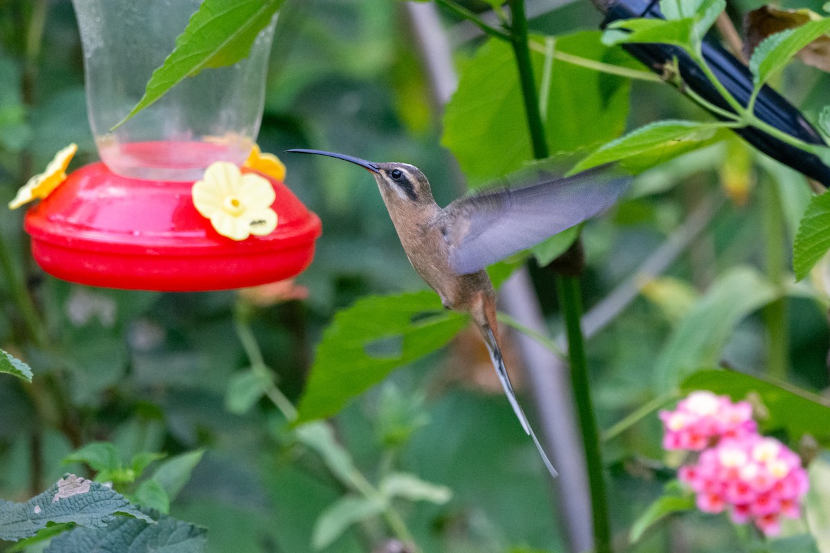 Planalto Hermit - ML611916834