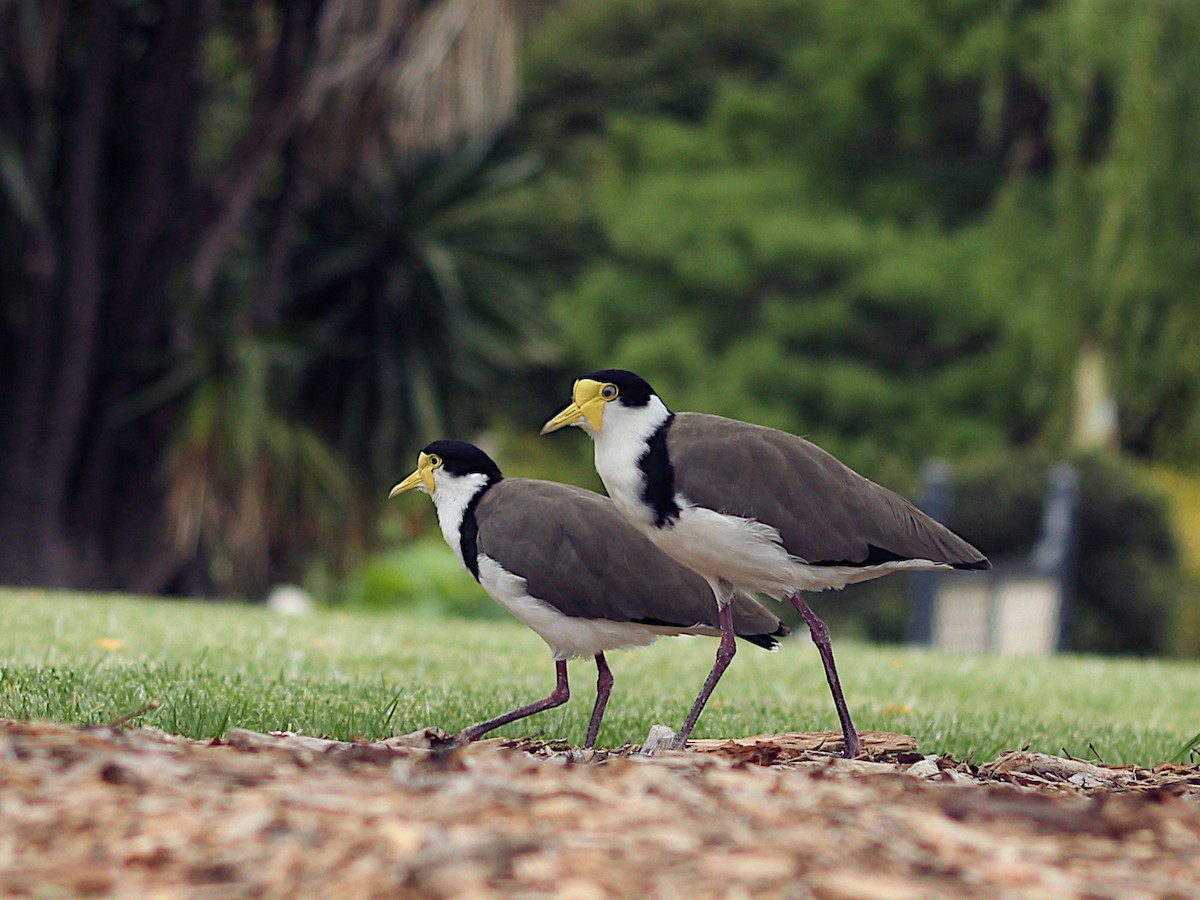 Masked Lapwing - ML611916836