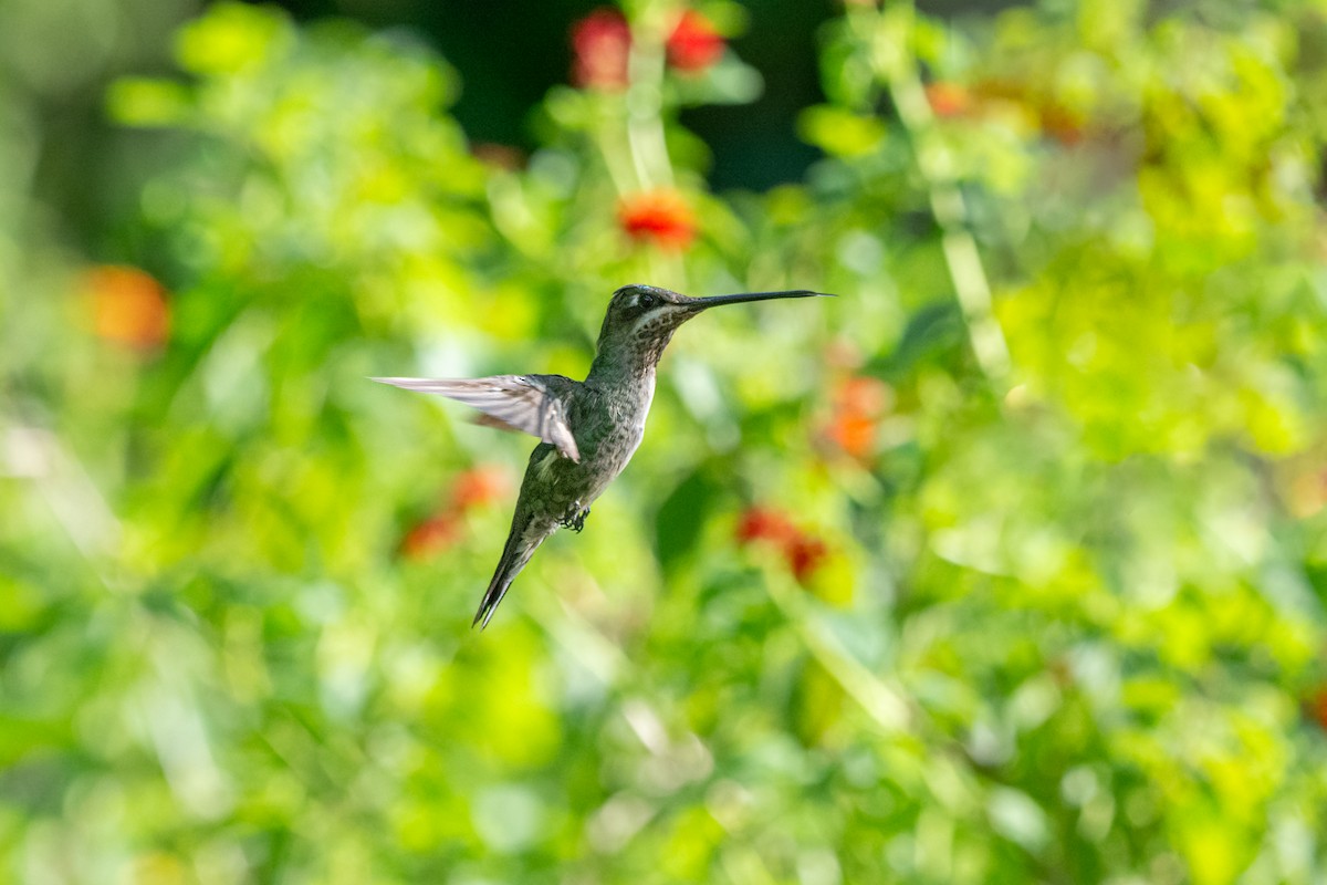 Stripe-breasted Starthroat - ML611916860