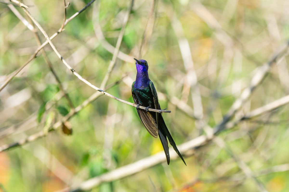 Swallow-tailed Hummingbird - ML611916877