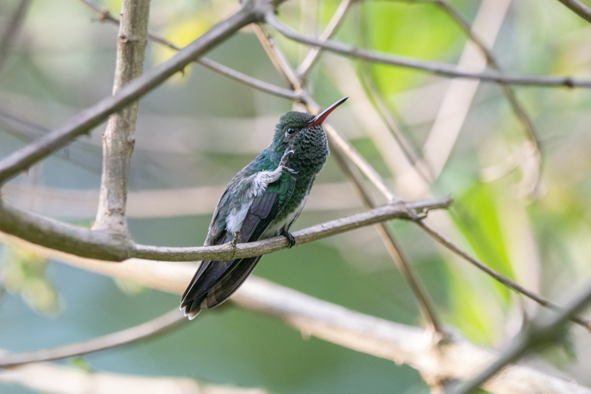 Glittering-throated Emerald - ML611916884