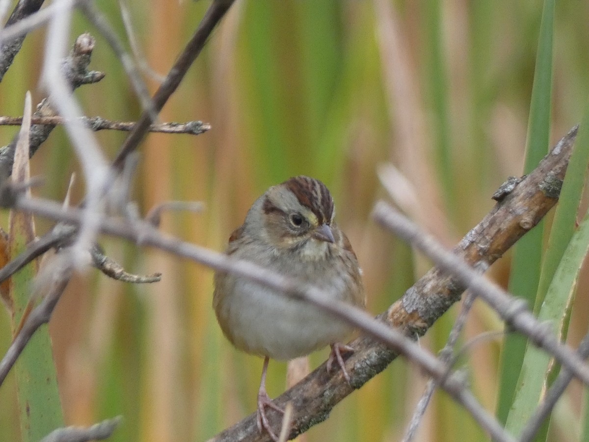 Swamp Sparrow - ML611916888