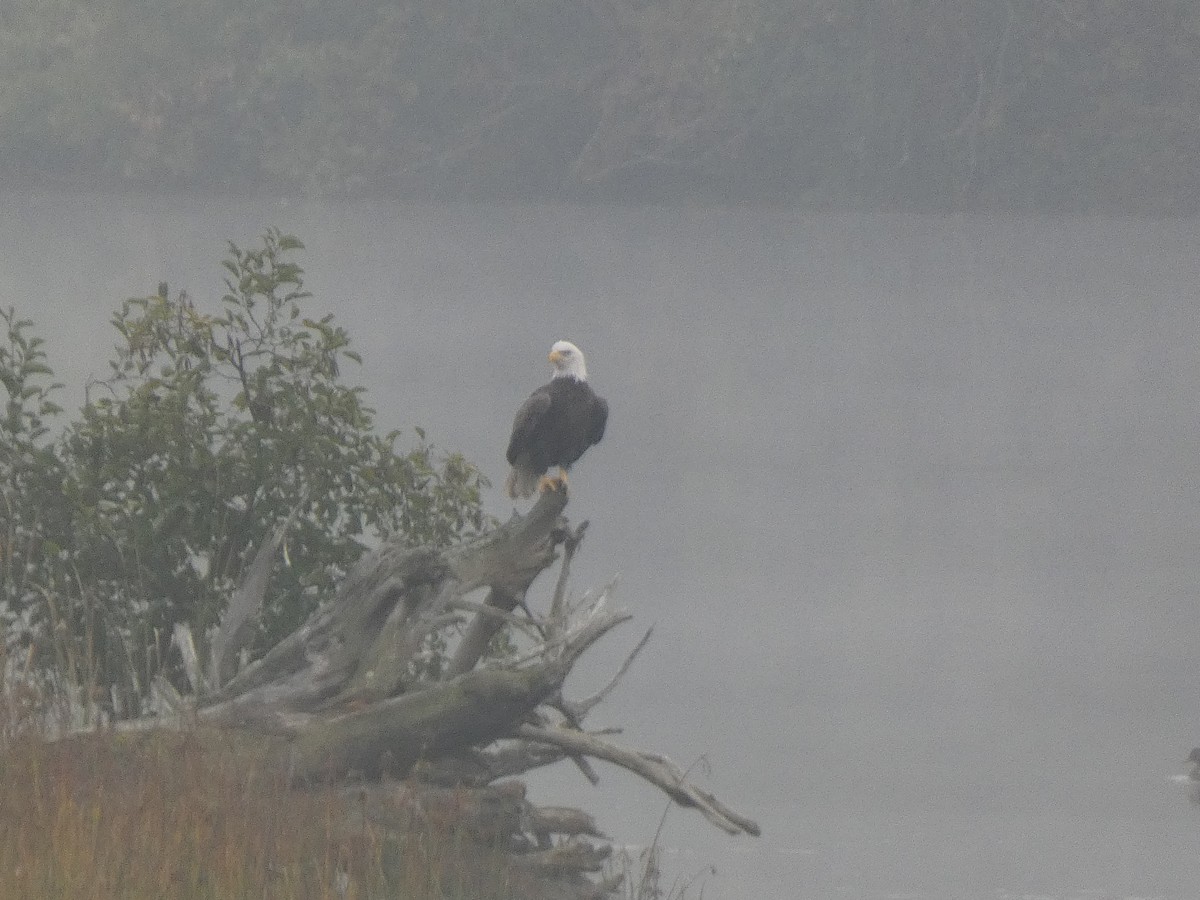 Bald Eagle - ML611916895