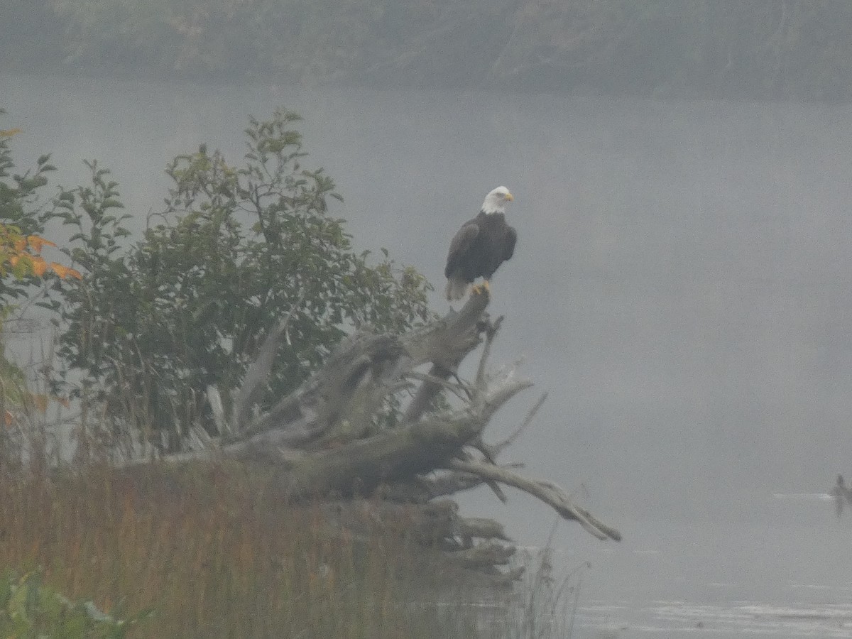 Bald Eagle - ML611916896