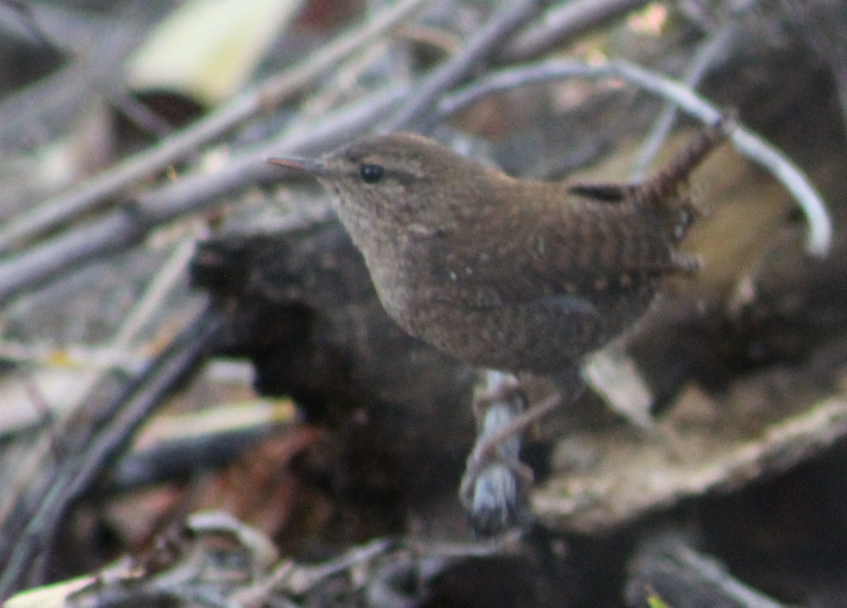 Winter Wren - ML611916902