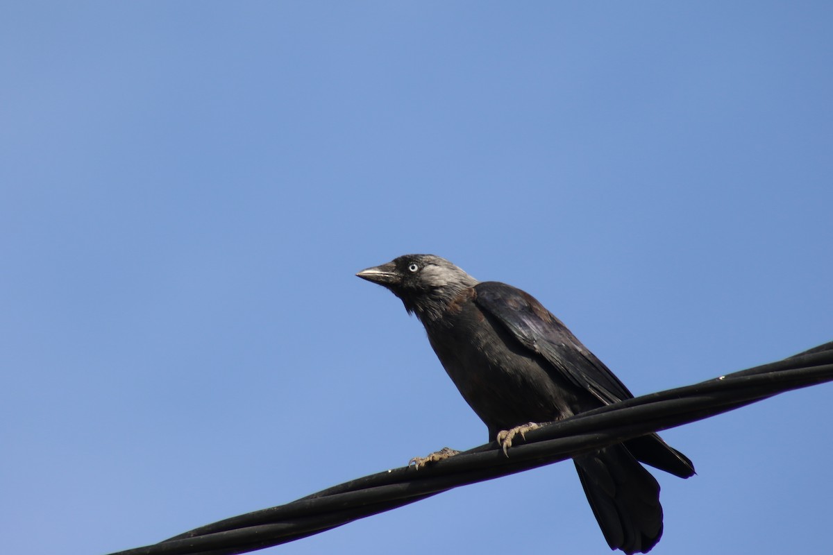 Eurasian Jackdaw - Diogo Pinto