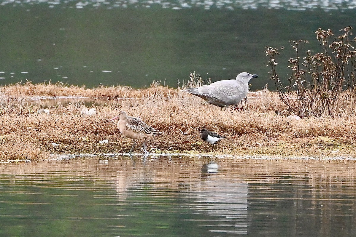 Marbled Godwit - ML611917059