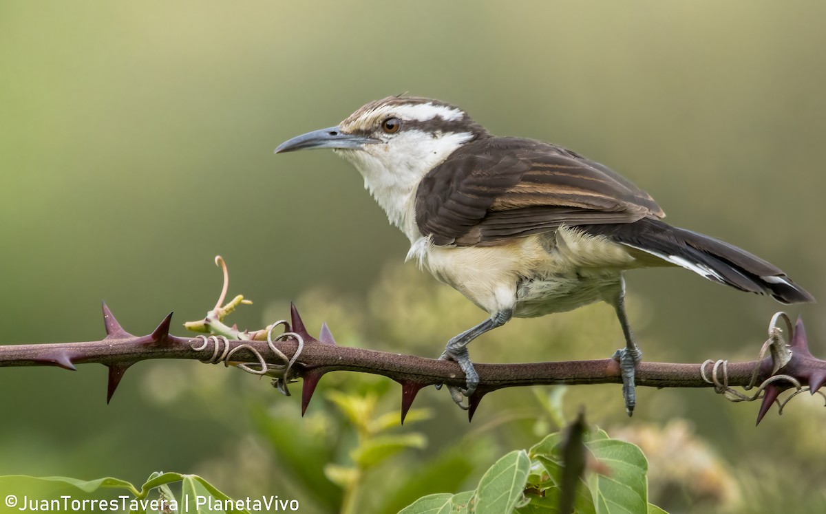 Bicolored Wren - Juan Torres Tavera