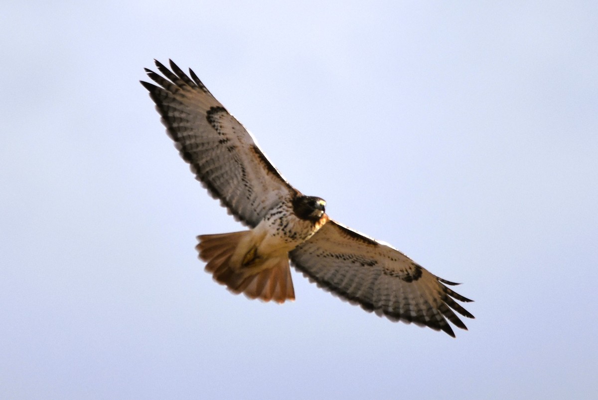 Red-tailed Hawk (borealis) - Mark Greene