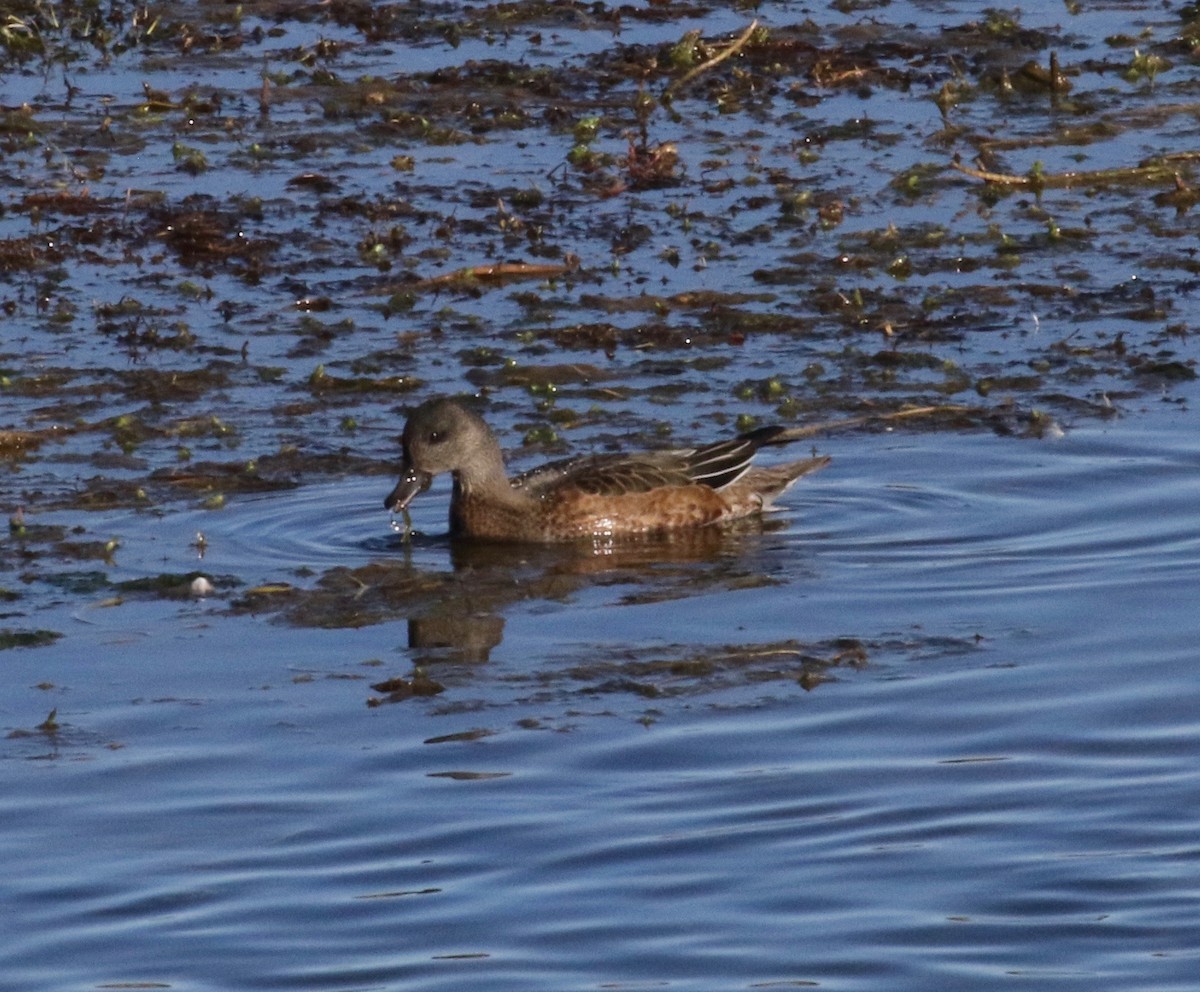 American Wigeon - ML611917137