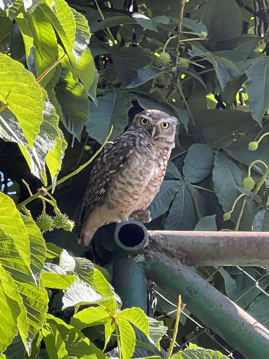 Burrowing Owl - Florencia Mascaró