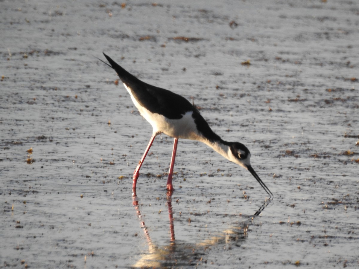 Black-necked Stilt - Jake Wasden