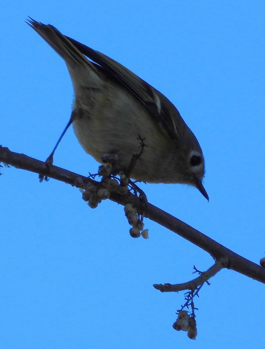 Ruby-crowned Kinglet - Eric Haskell