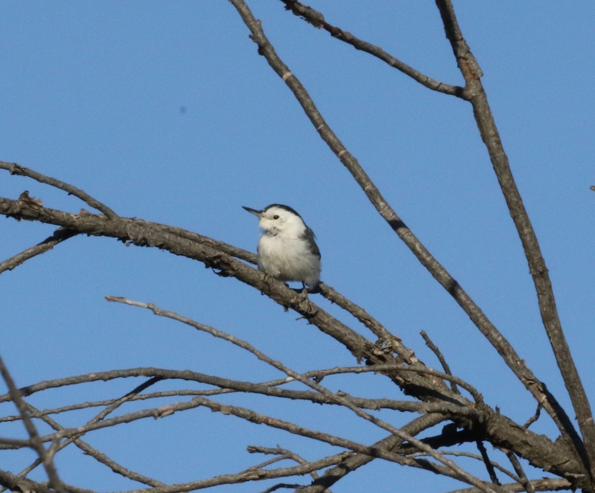 Sittelle à poitrine blanche - ML611917284