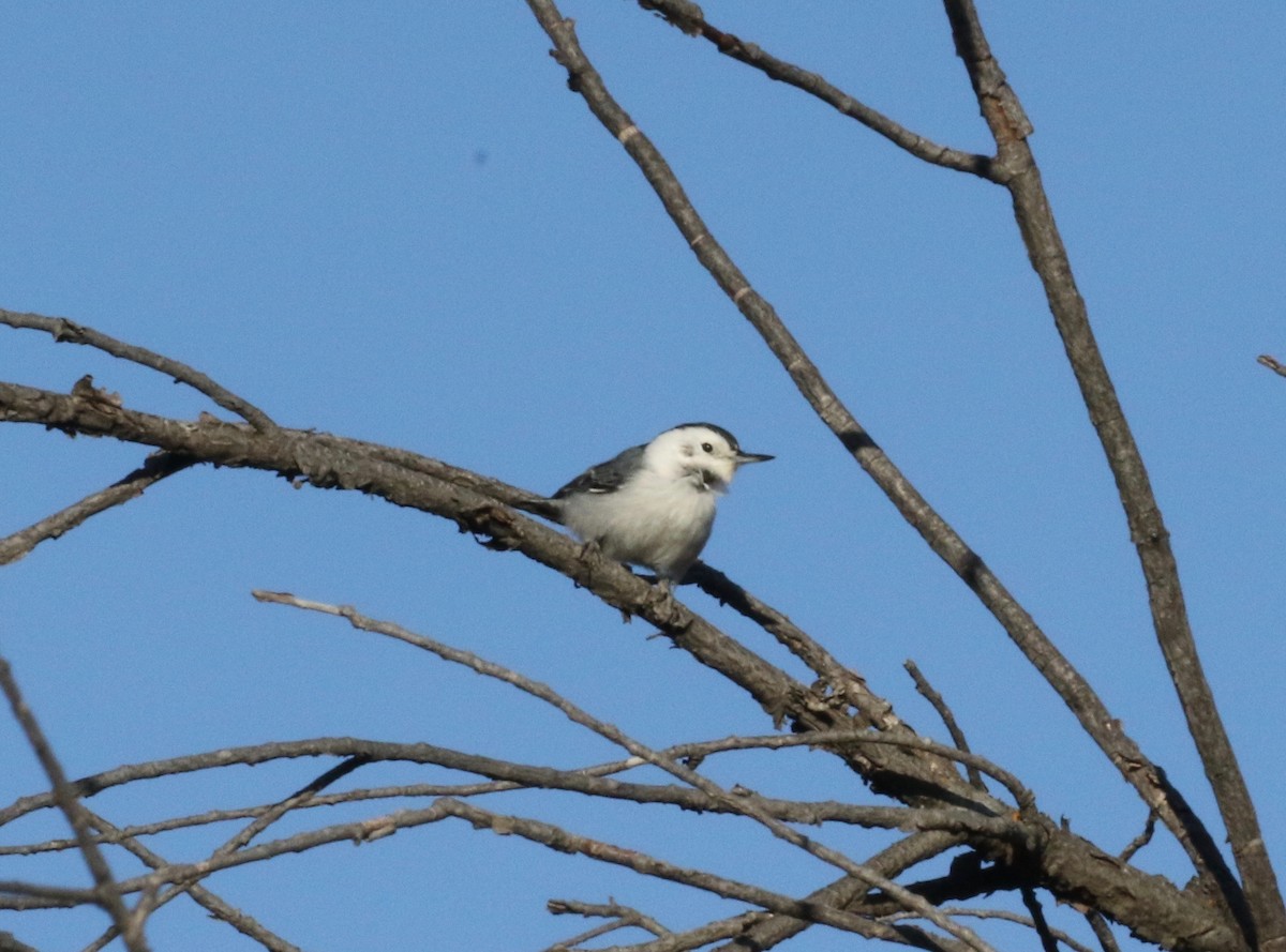 Sittelle à poitrine blanche - ML611917285