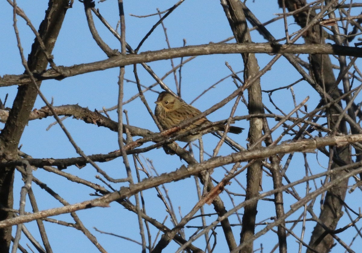 Lincoln's Sparrow - Dan Waggoner