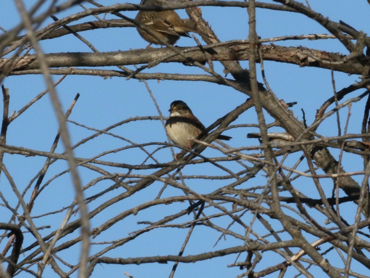 White-throated Sparrow - ML611917319