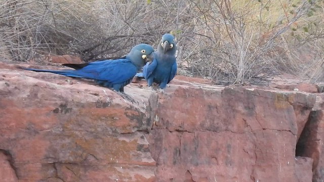 Indigo Macaw - ML611917324