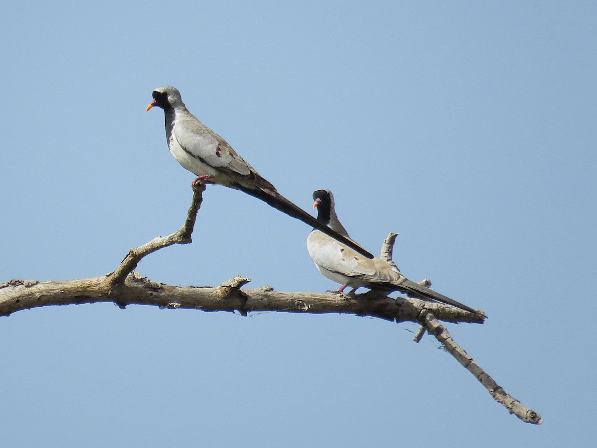 Namaqua Dove - ML611917355