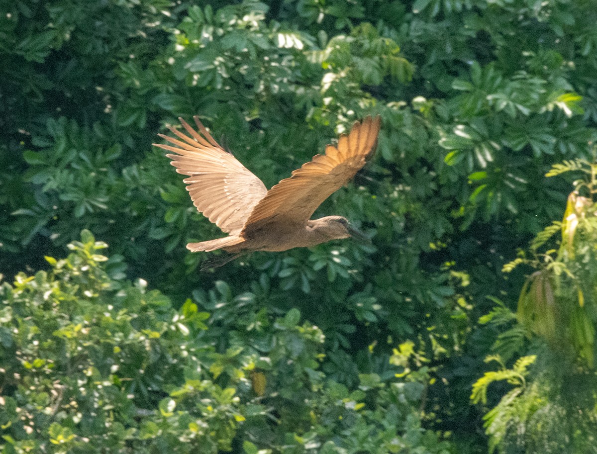 Hamerkop - ML611917359