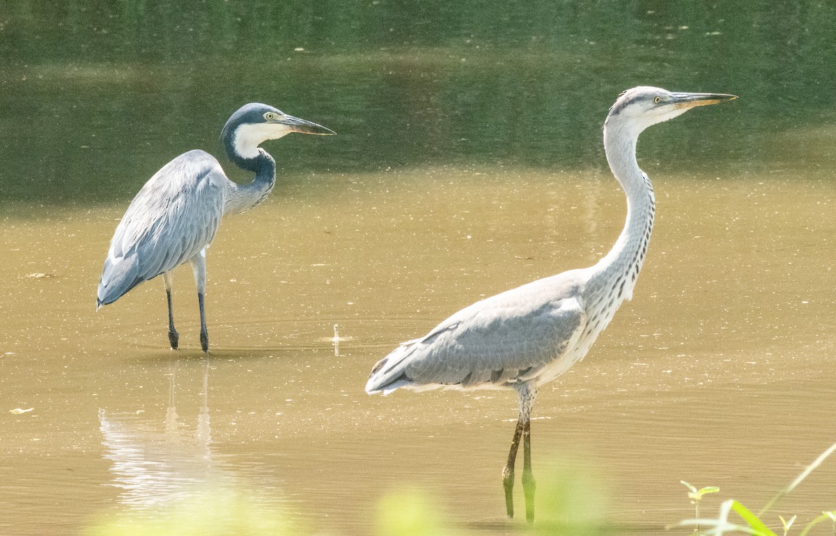 Garza Cabecinegra - ML611917392