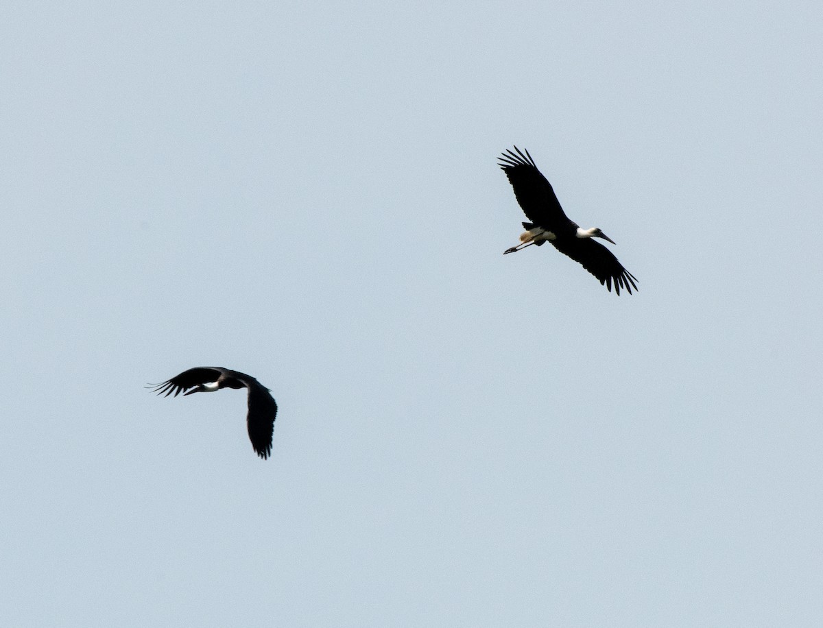 African Woolly-necked Stork - ML611917413