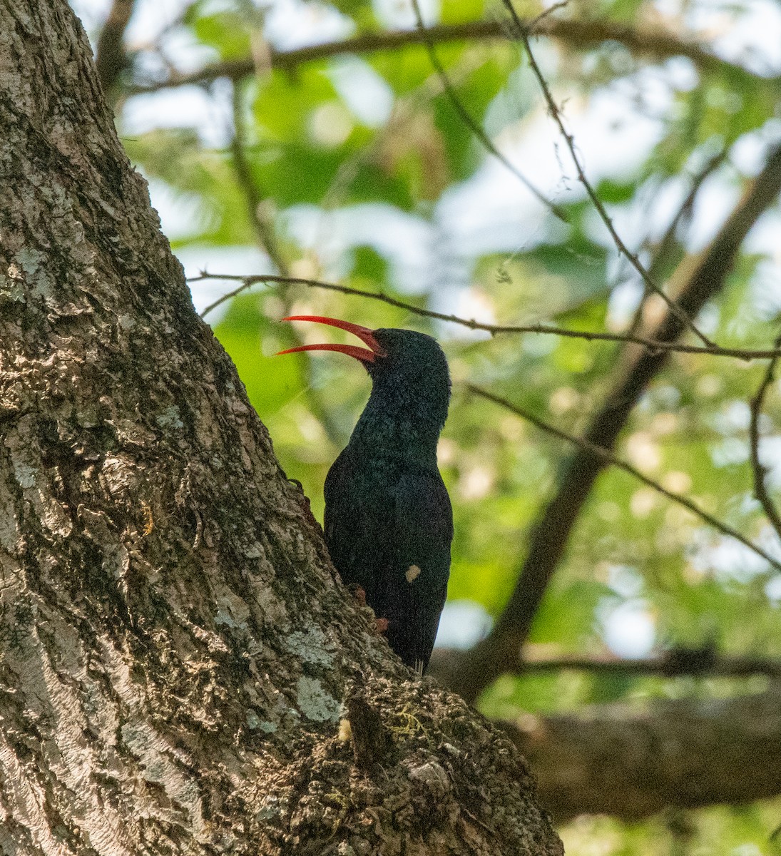 Green Woodhoopoe - ML611917427