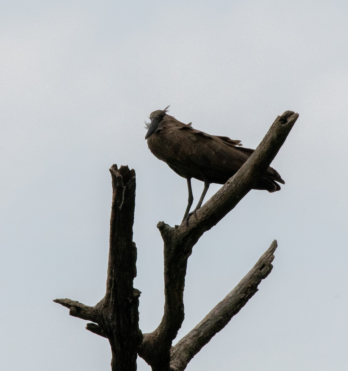 Hamerkop - ML611917443