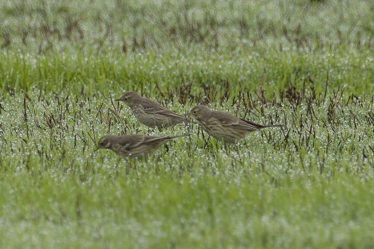 American Pipit - Phil Thompson