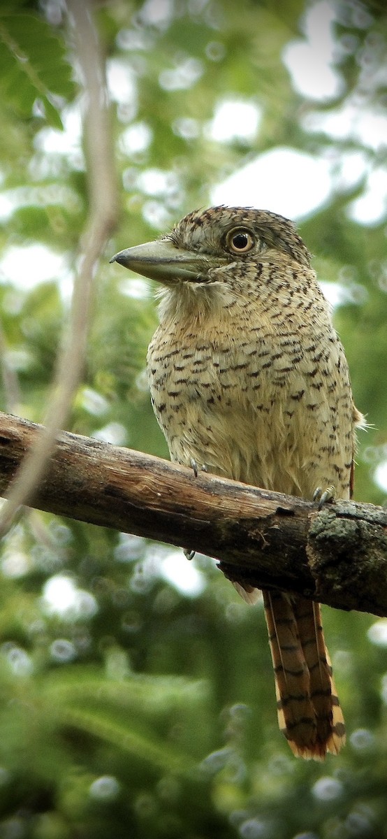 Barred Puffbird - ML611917461