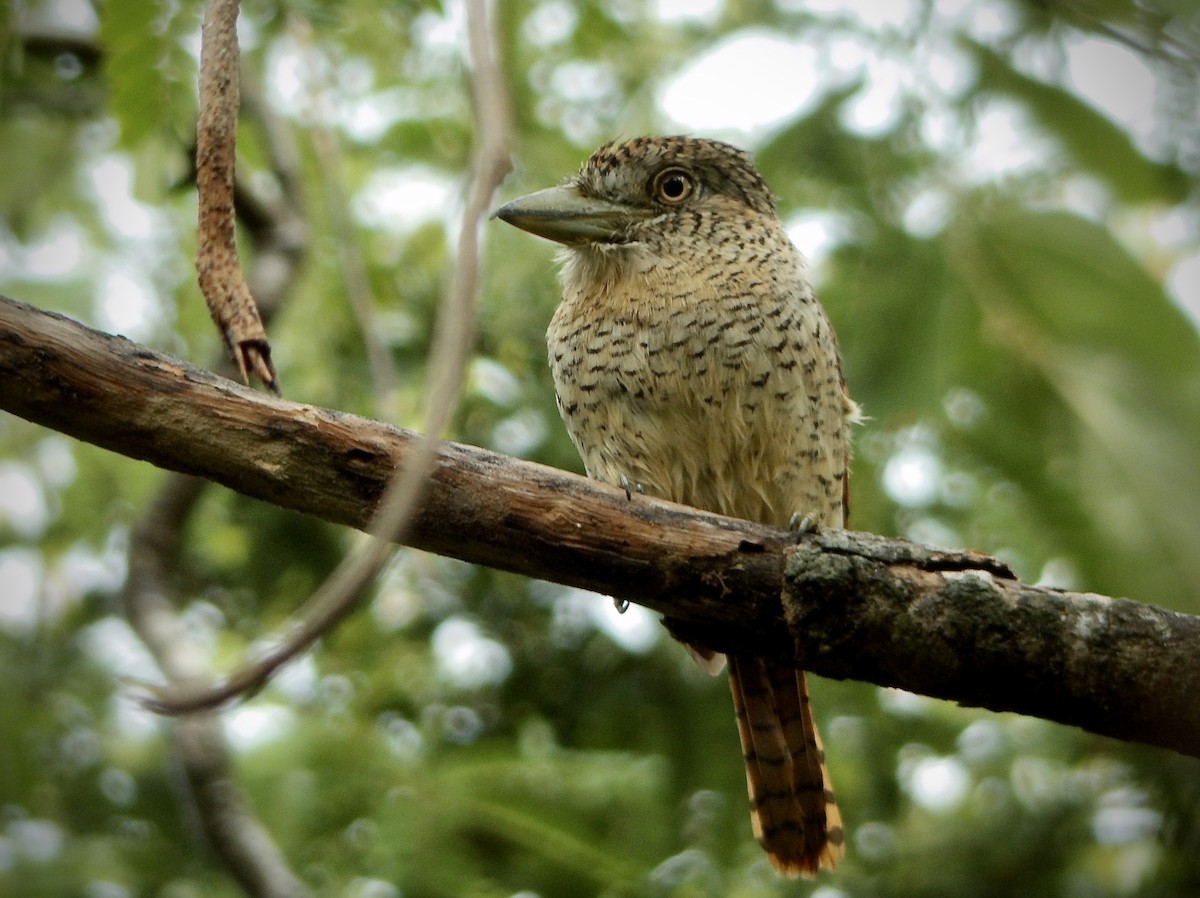 Barred Puffbird - ML611917462