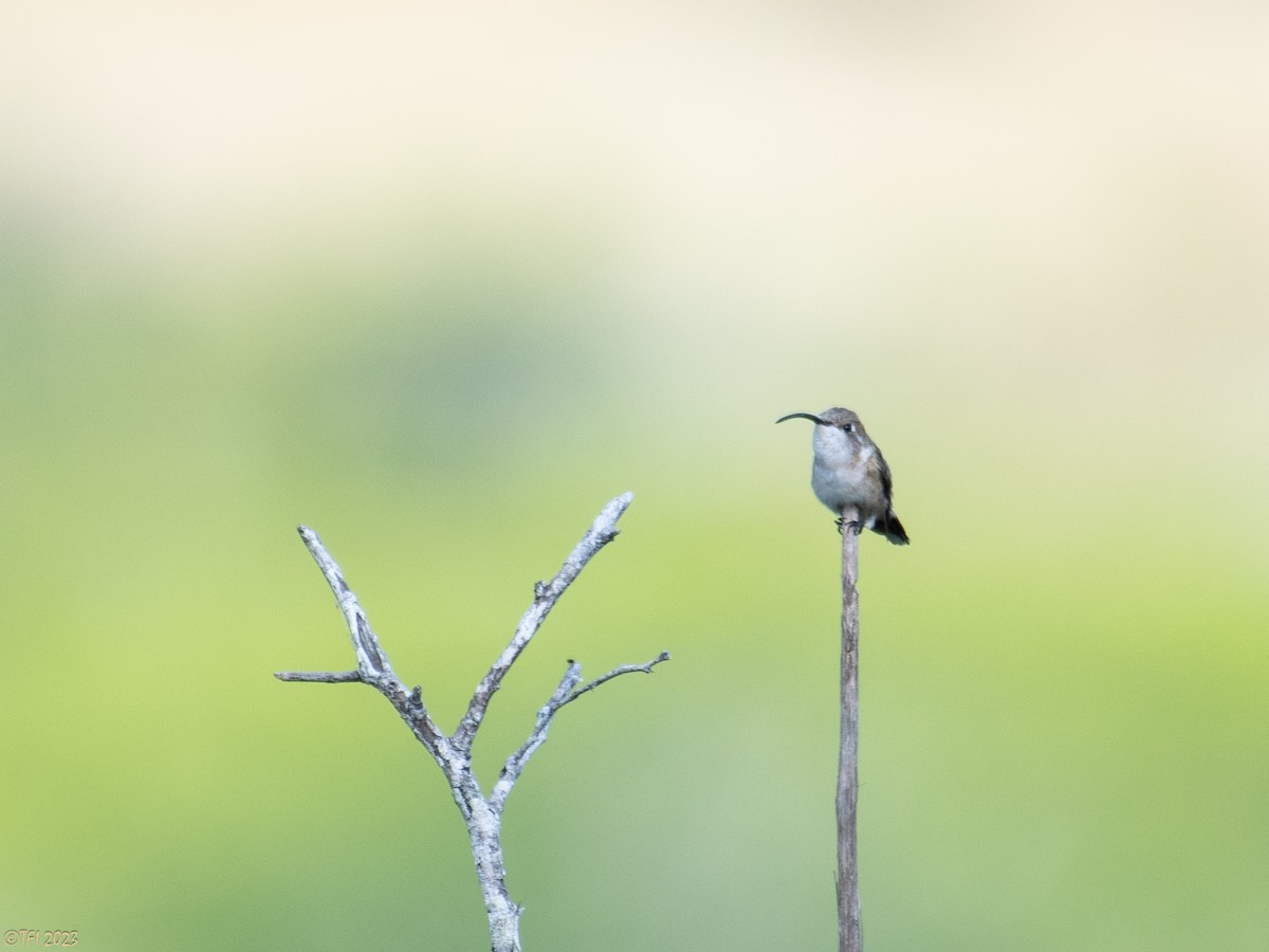 Mexican Sheartail - ML611917485