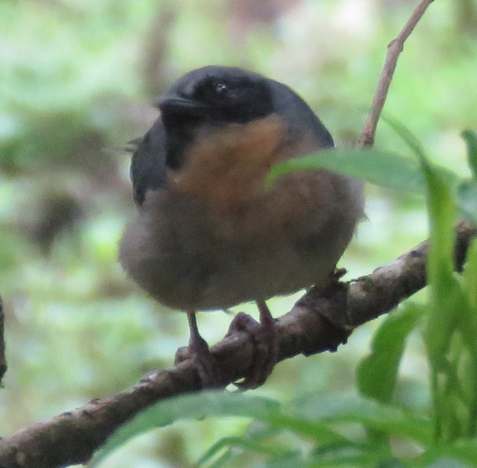 Black-eared Hemispingus (Black-eared) - ML611917490