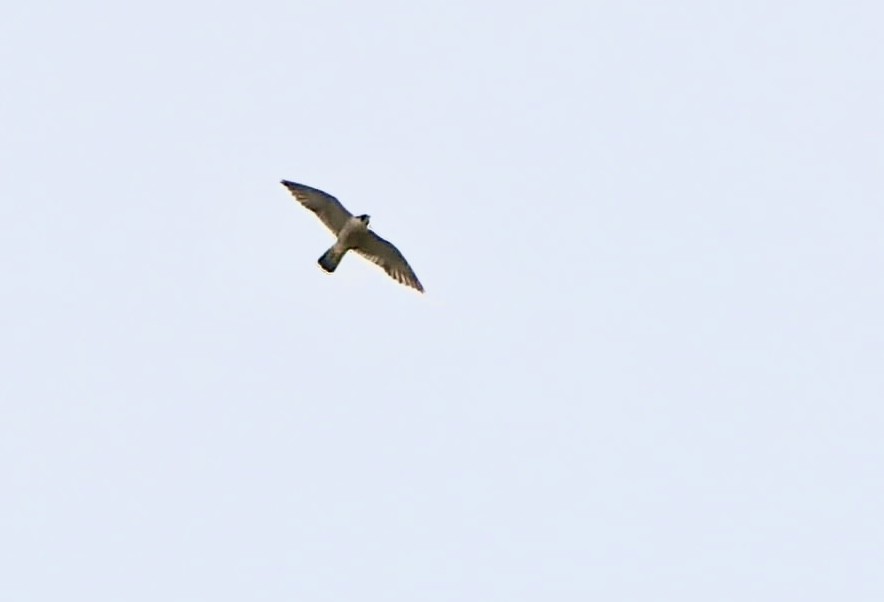 Peregrine Falcon - ML611917567