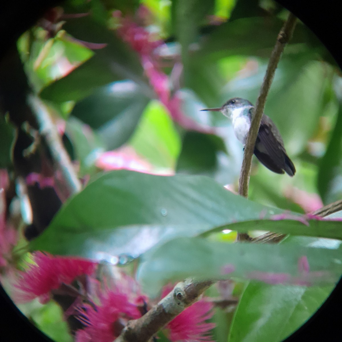 White-bellied Emerald - ML611917636