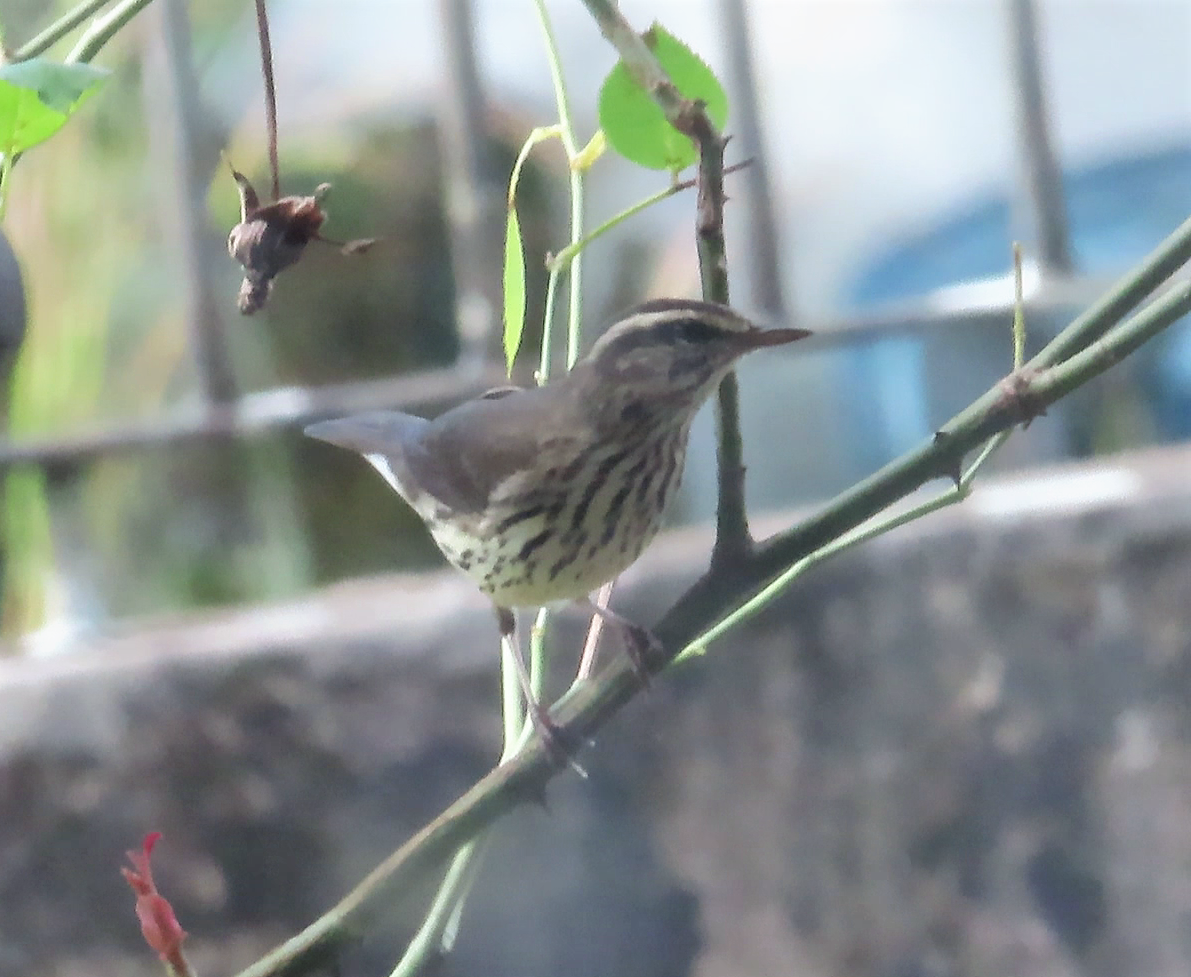 Northern Waterthrush - ML611917686