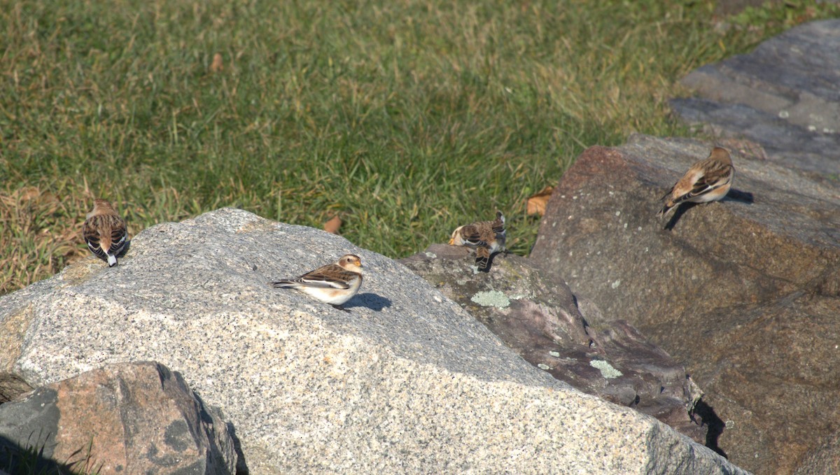 Snow Bunting - ML611917688