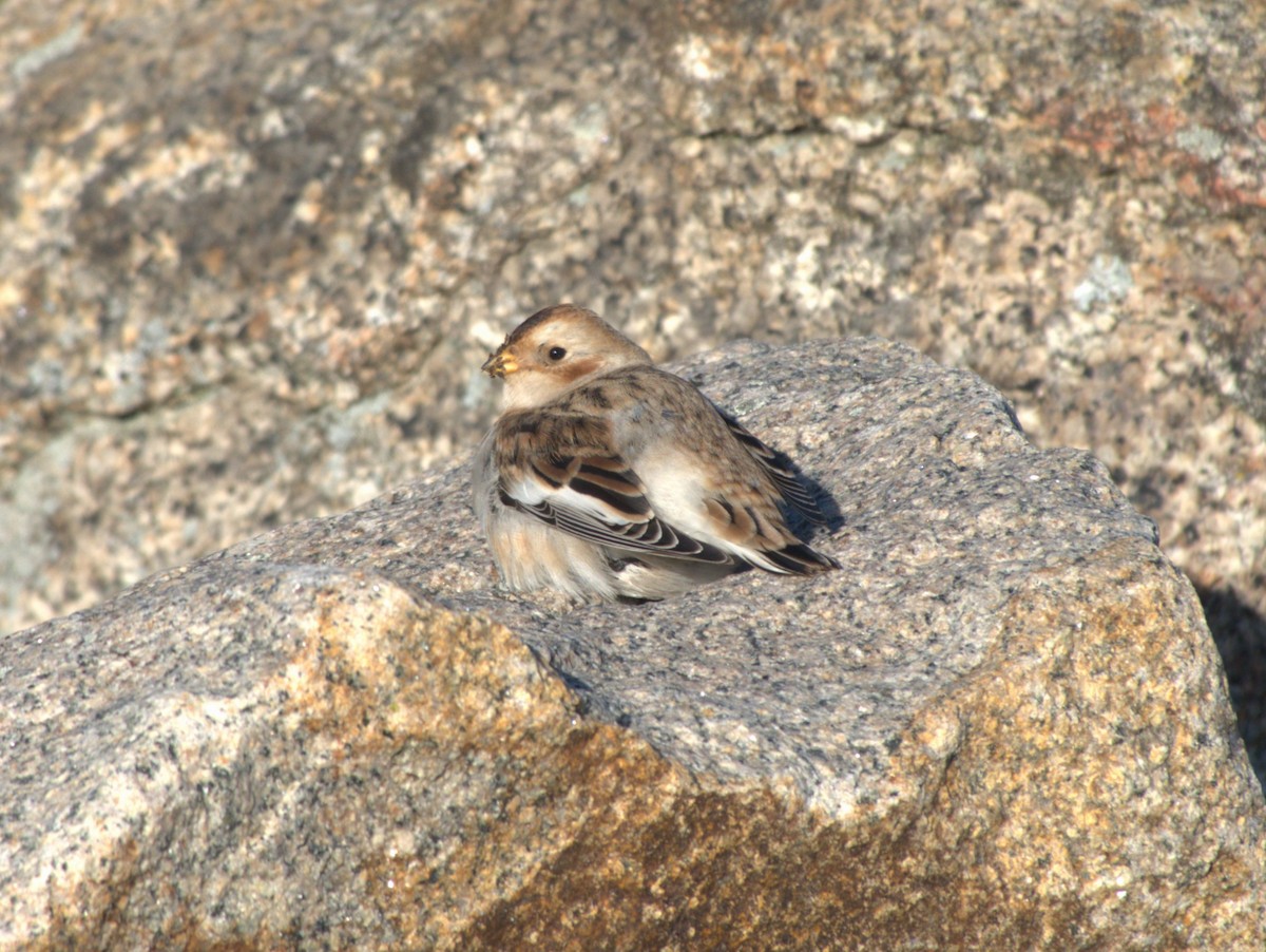 Snow Bunting - ML611917689