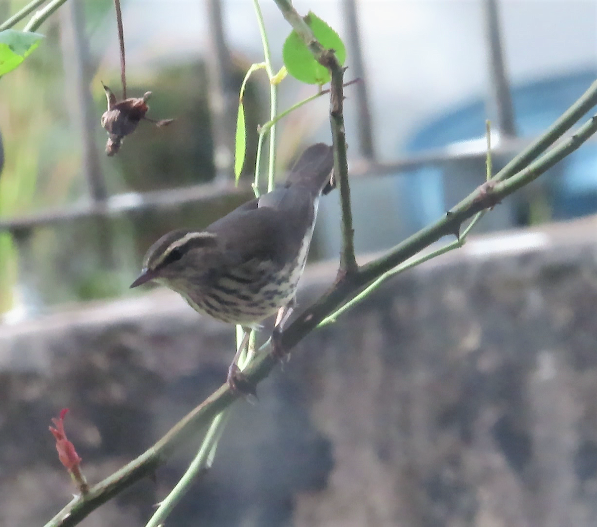 Northern Waterthrush - Ann Van Denburgh