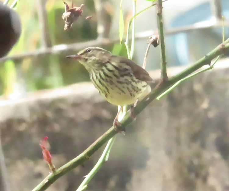 Northern Waterthrush - ML611917692