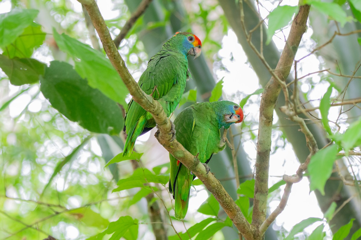 アカマユボウシインコ - ML611917869