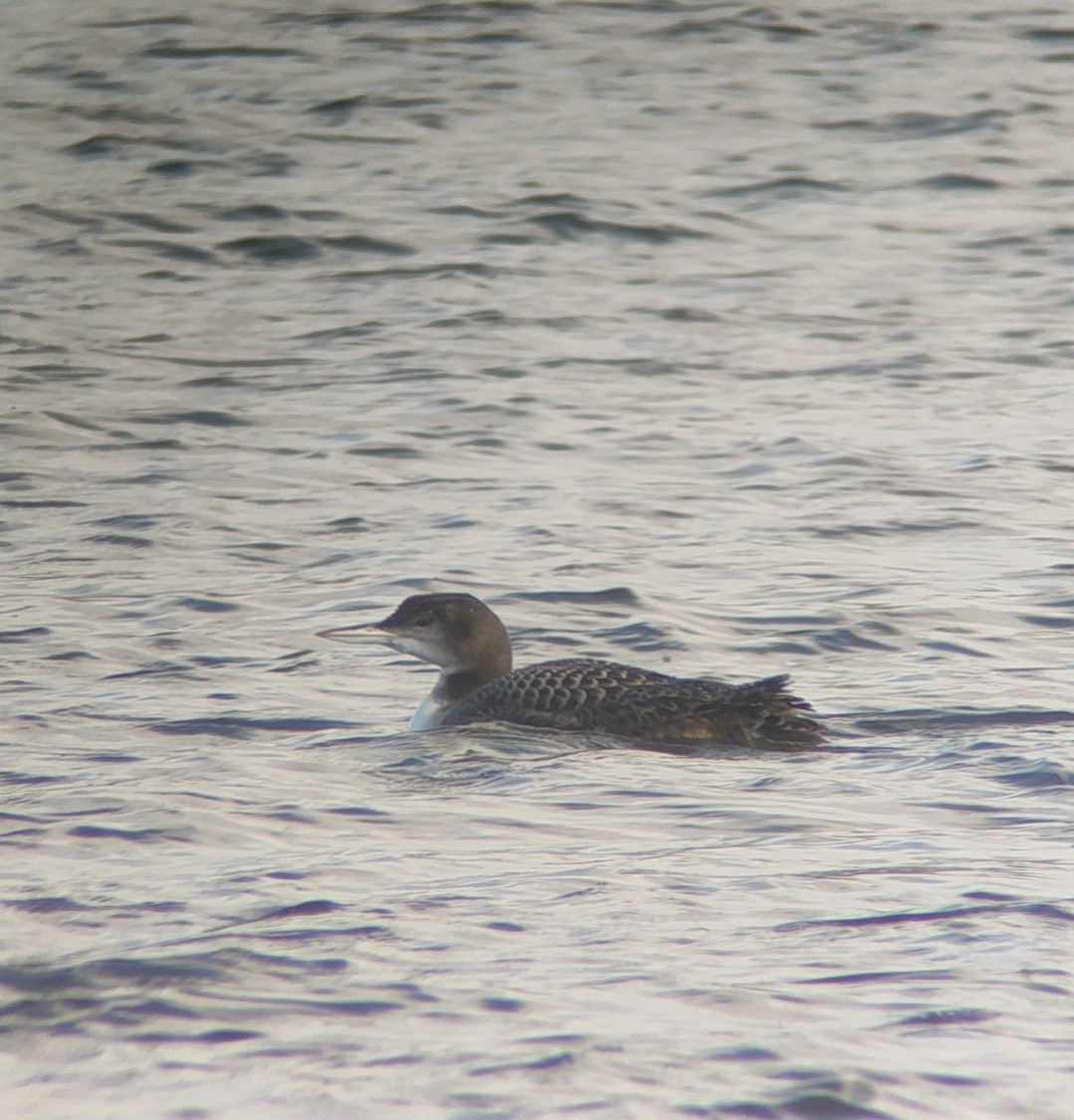 Common Loon - Ana  Botelho