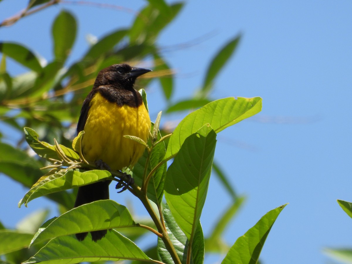 Yellow-rumped Marshbird - Sérgio Costa