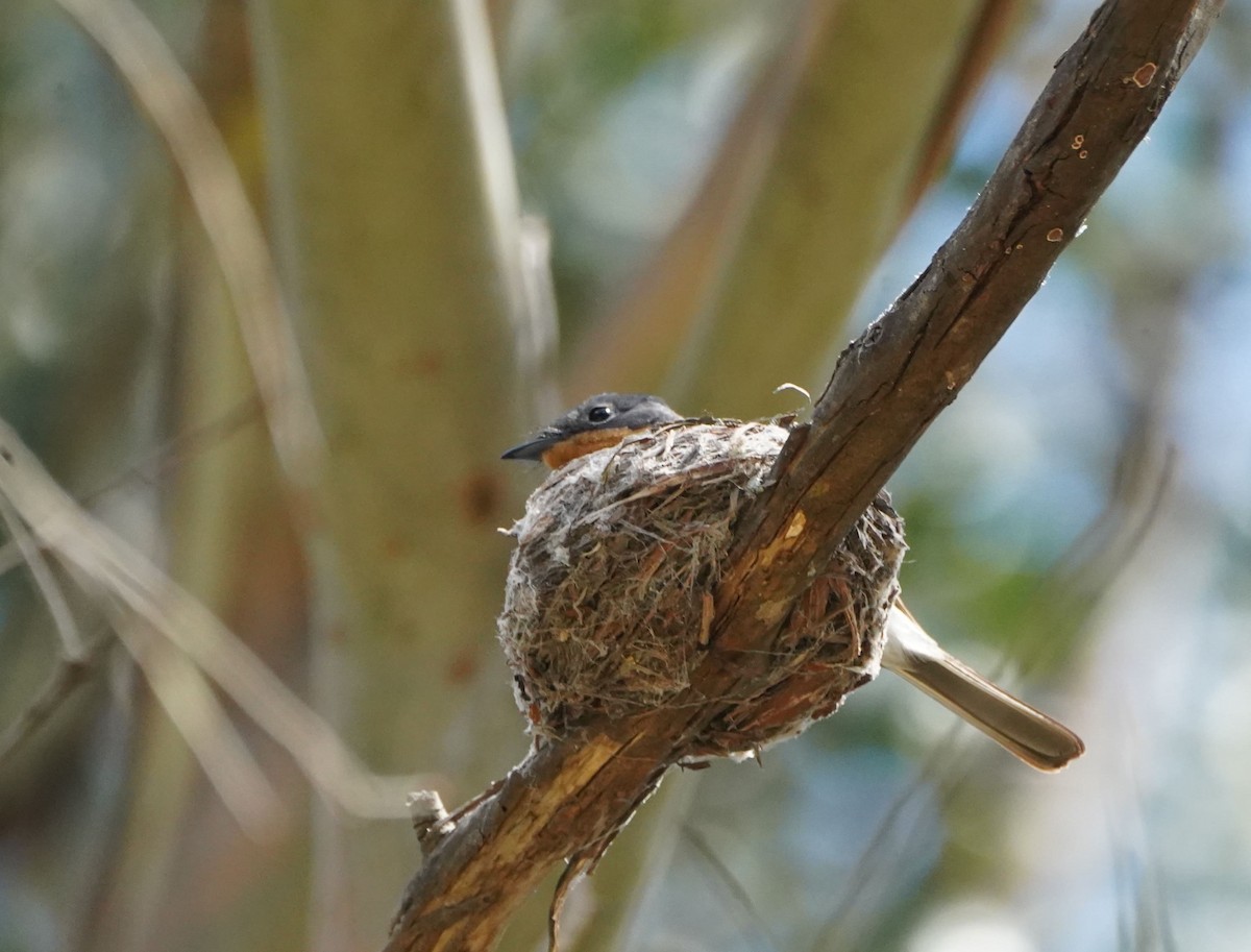 Satin Flycatcher - Ian Kerr