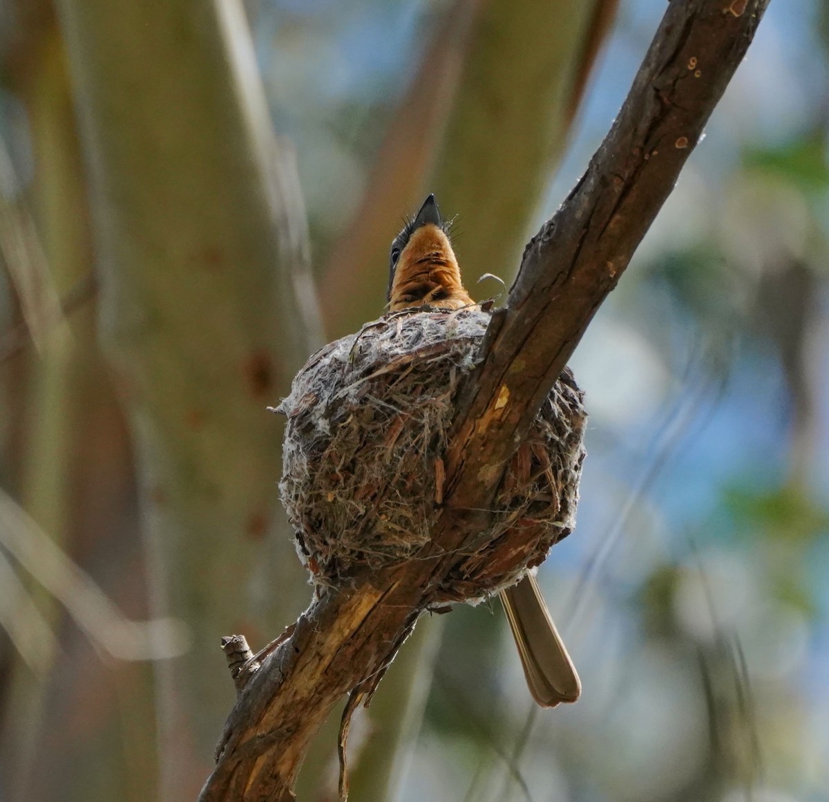 Satin Flycatcher - Ian Kerr