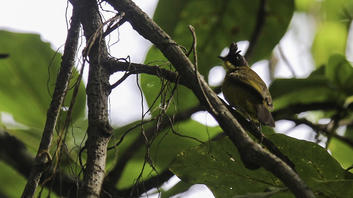 Penan Bulbul - Robert Tizard