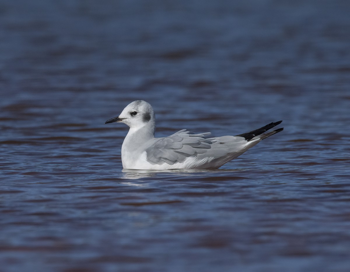 Bonaparte's Gull - Stephen Ofsthun