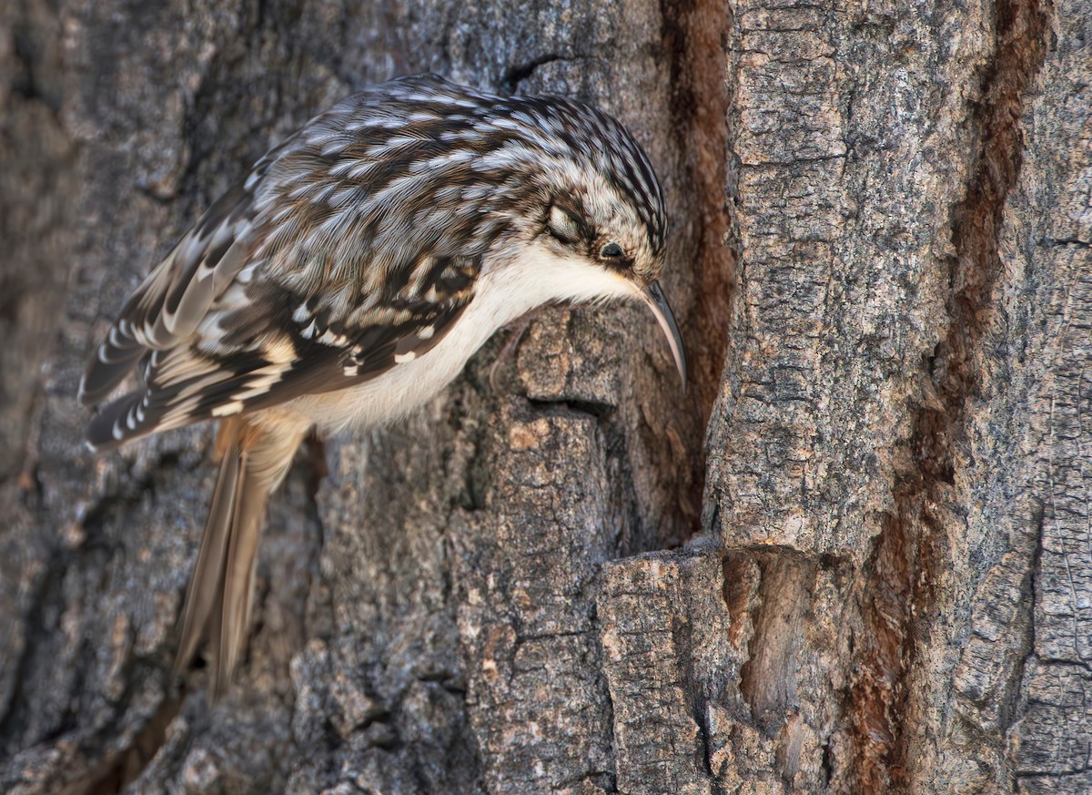 Brown Creeper - ML611918366