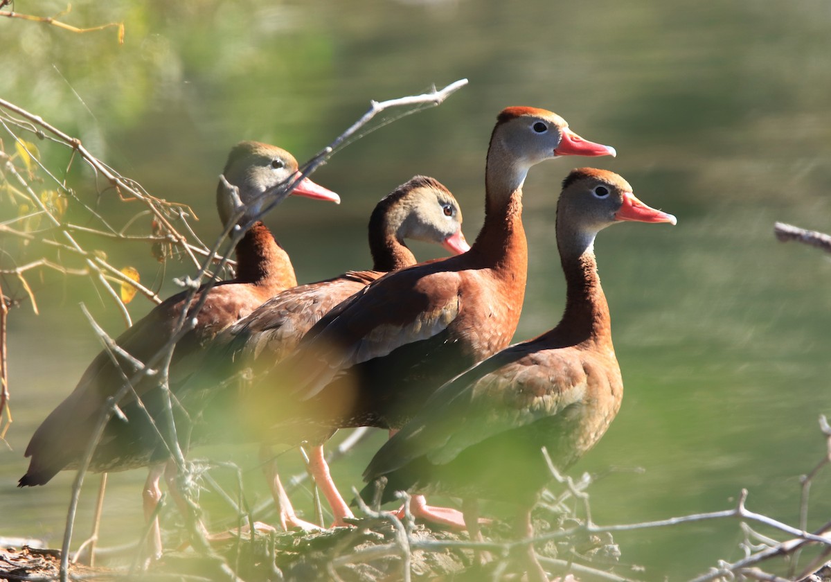 Black-bellied Whistling-Duck - Ruth King