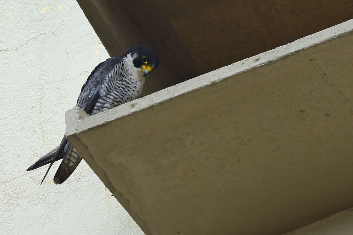 Peregrine Falcon - Ubaldo Bergamim Filho